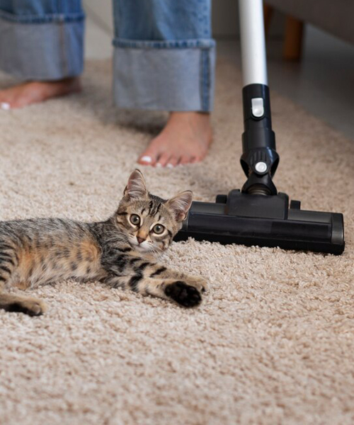 Pet Stains Removal/ Stains Removal
